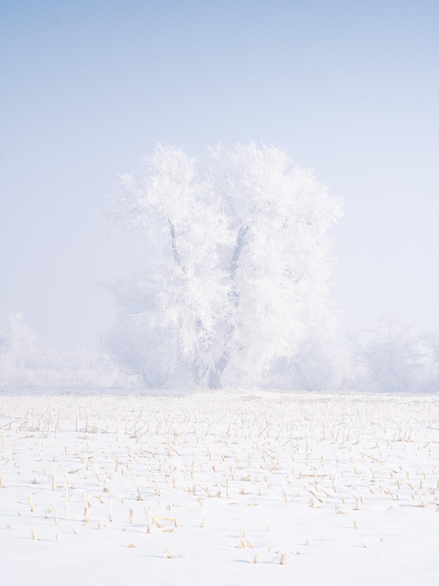 A snow-covered tree with intricate frost patterns, highlighting the delicate beauty of Northeast China winter.