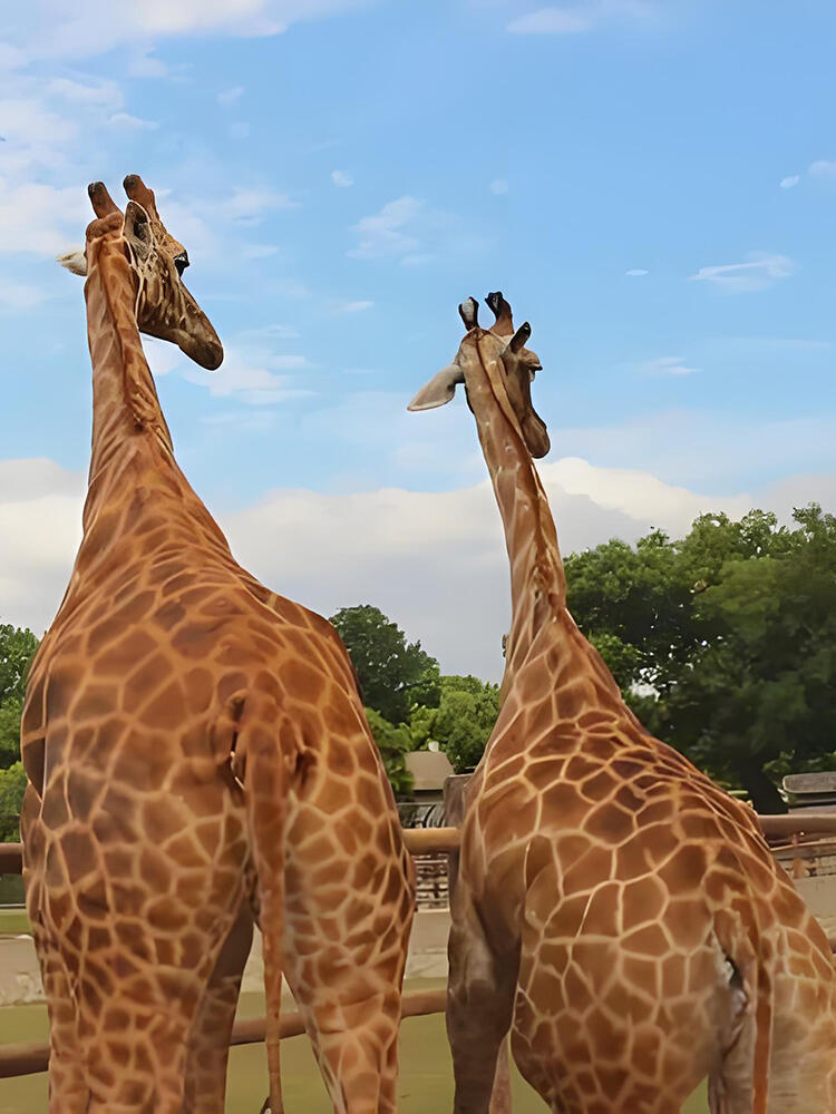 Giraffes at Maoming Forest Park, an unexpected wildlife encounter on the GBA Road Trip