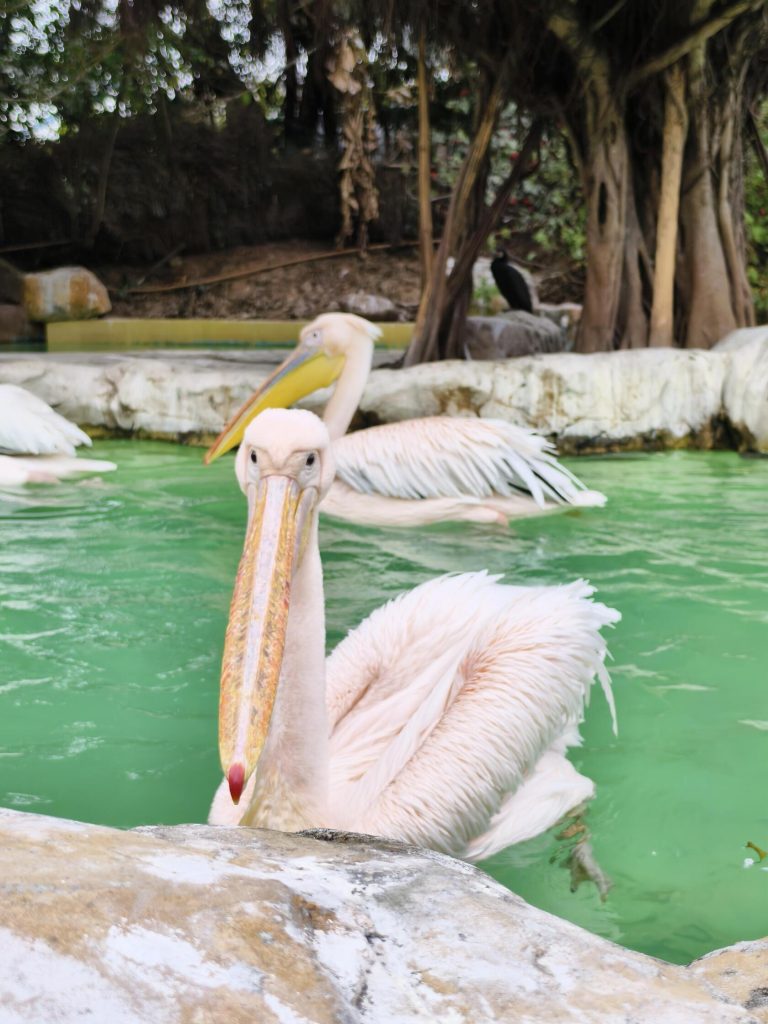 Pelicans enjoying the water at Maoming Forest Park, a peaceful moment on my GBA Road Trip