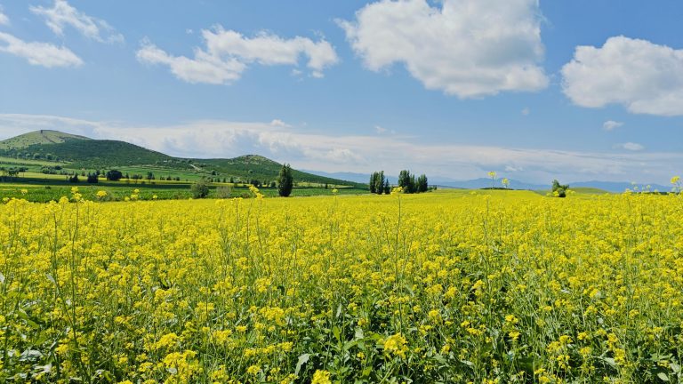 Vast fields of yellow rapeseed flowers against a backdrop of green mountains, representing the scenic beauty of China beyond the Shanxi Taihang Exploration.