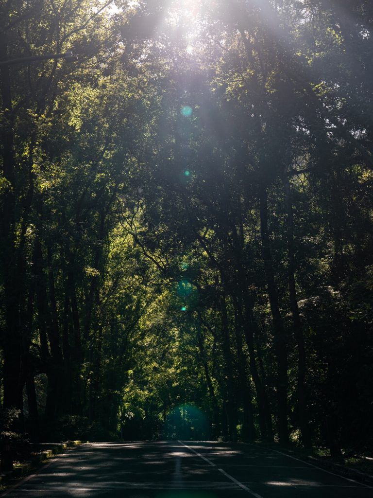 Forest paths in Taiwan