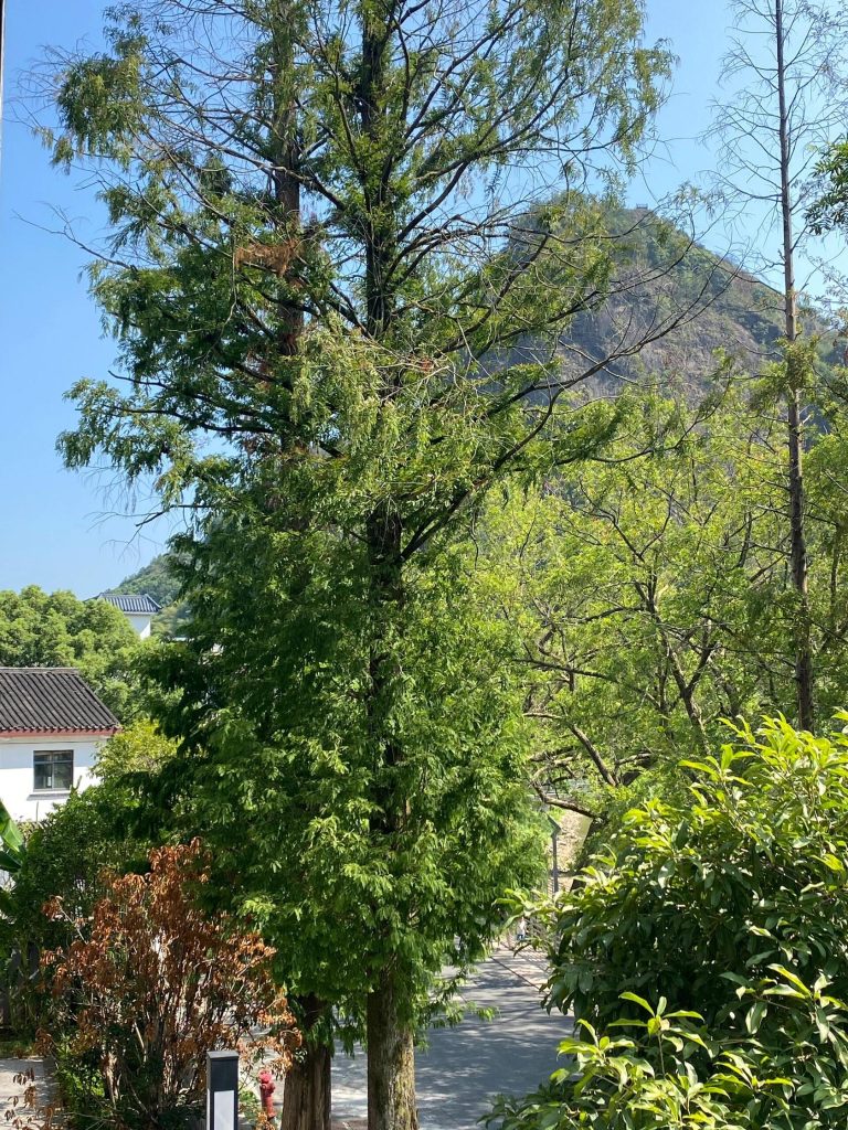 Lush green trees and winding roads in a mountainous area, a scenic view in this Yangtze Delta Adventure.