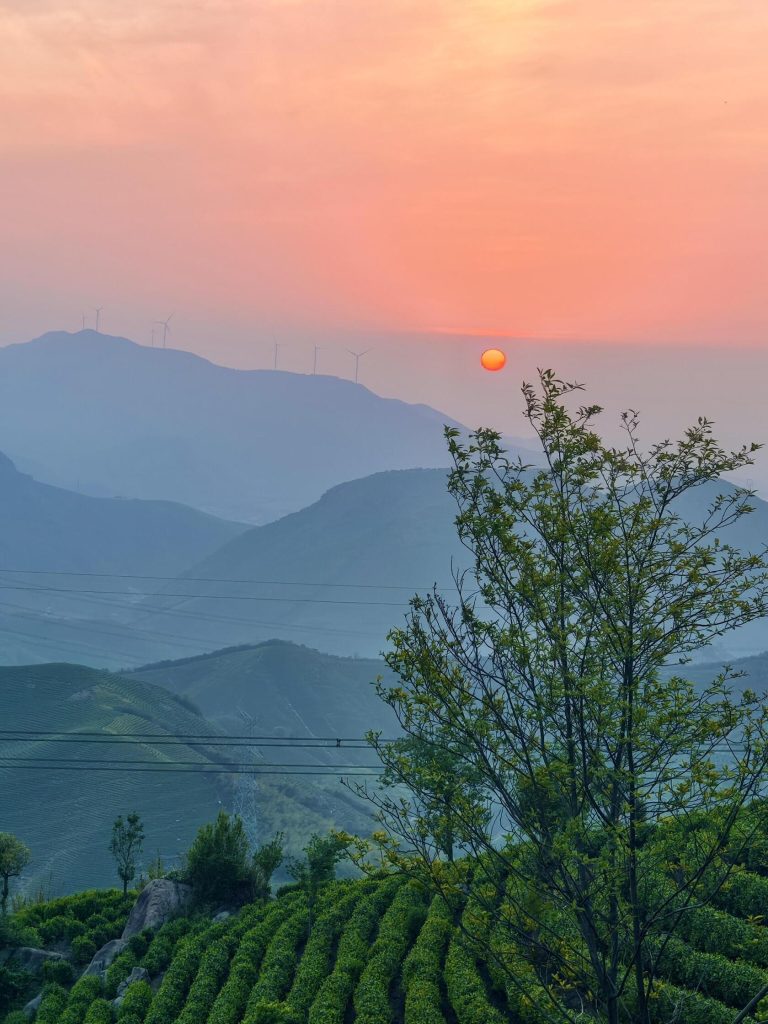 Sunset over tea plantations with wind turbines in the distance, a beautiful landscape for Eastern China Exploration.