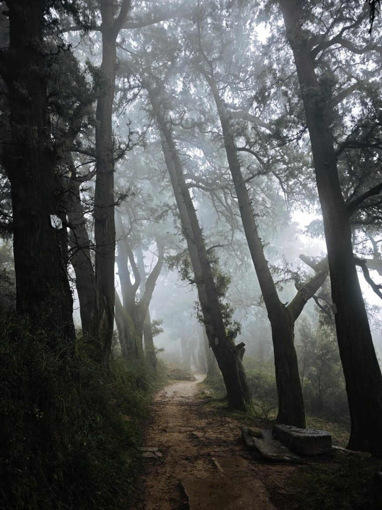 A misty forest path, hinting at the natural beauty surrounding the historical sites of the Hexi Corridor Adventure.