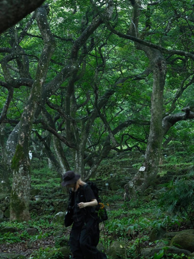 A hiker walking through a serene, moss-covered ancient olive forest, a perfect spot for a Guangdong Nature Adventure.