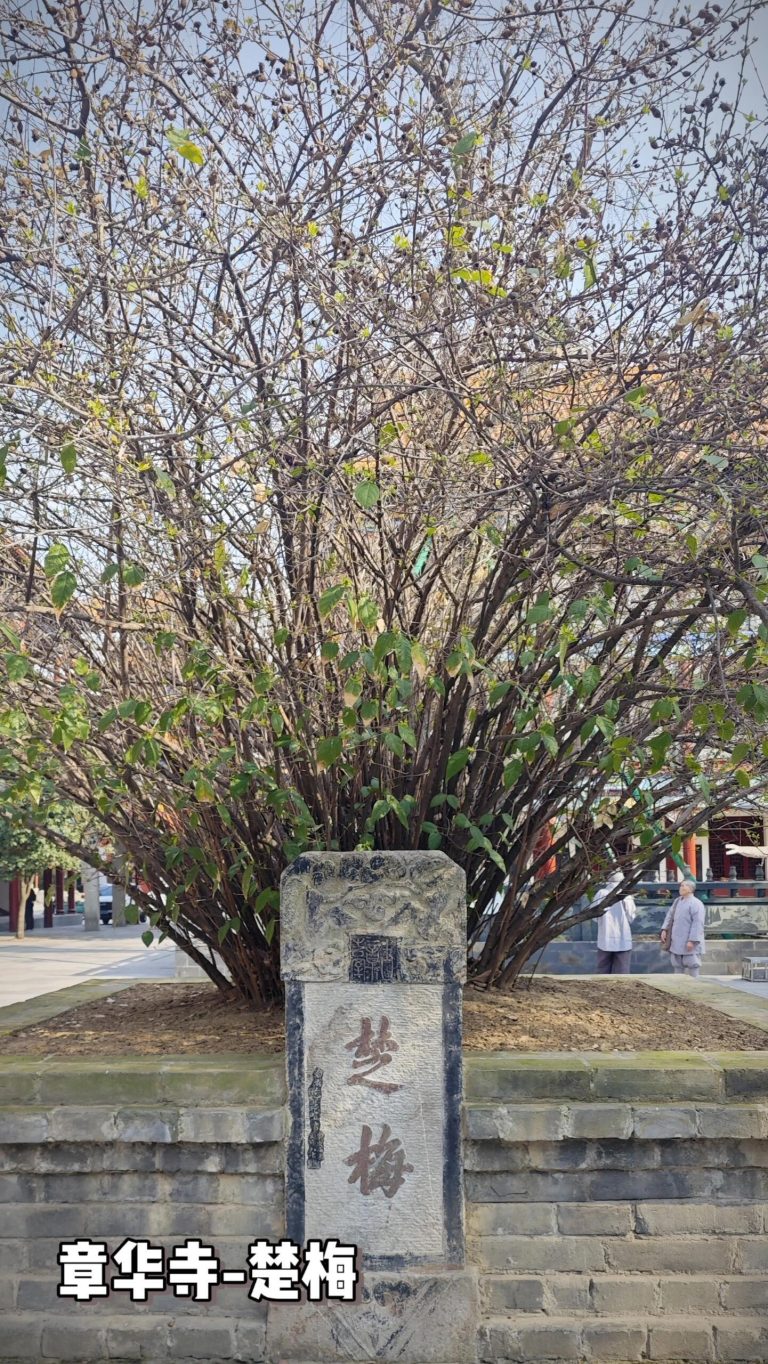 The ancient Chu Plum tree in Zhanghua Temple, Jingzhou, a living relic of Chu culture on this Hubei historical journey.