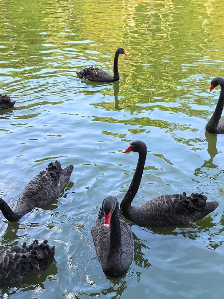 Black swans at Huguangyan, adding to the serene beauty of the Guangdong Self-Drive Tour.