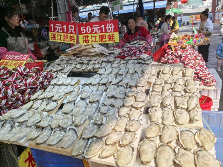 Fresh Zhanjiang oysters at a local market, a delightful find on the Guangdong Self-Drive Tour.